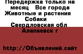 Передержка только на месяц - Все города Животные и растения » Собаки   . Свердловская обл.,Алапаевск г.